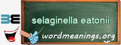 WordMeaning blackboard for selaginella eatonii